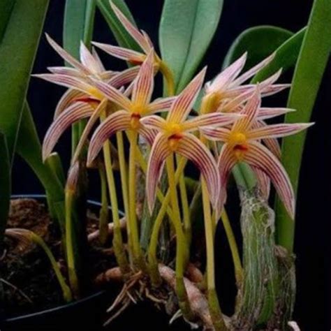 Bulbophyllum affine - Orquidário Emanuel