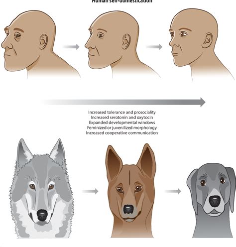 Figure 1 from Survival of the Friendliest: Homo sapiens Evolved via ...