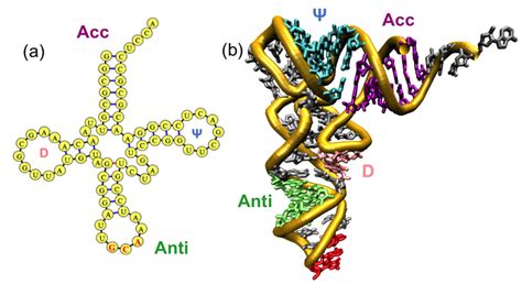 General structure of the tRNA molecule. (a) A " cloverleaf " secondary... | Download Scientific ...