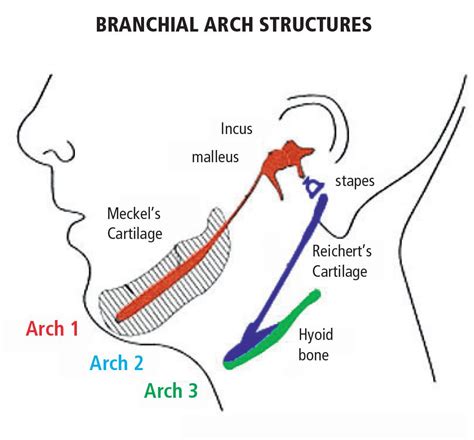 CRANIOFACIAL GROWTH IN FIRST AND SECOND BRANCHIAL ARCH SYNDROMES ...