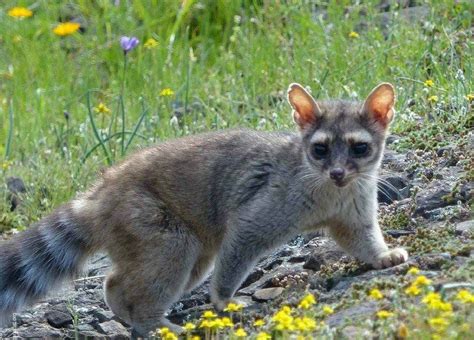 Conoce el hermoso CACOMIXTLE el «medio-felino» mexicano. – Cultura y ...