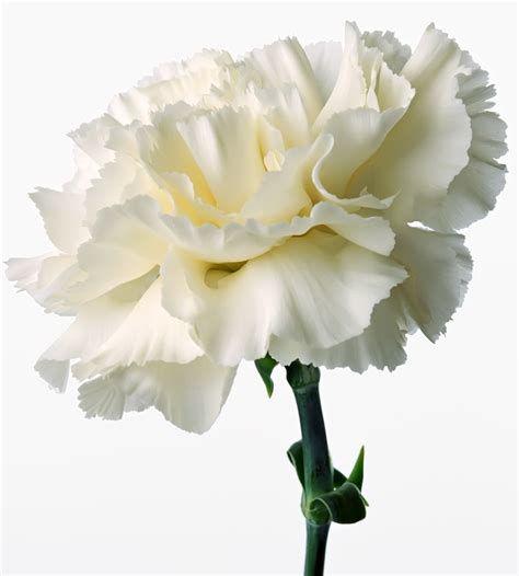 White Carnation Flower high resolution widescreen (1033 x 1147 ) - Flower Wallpaper