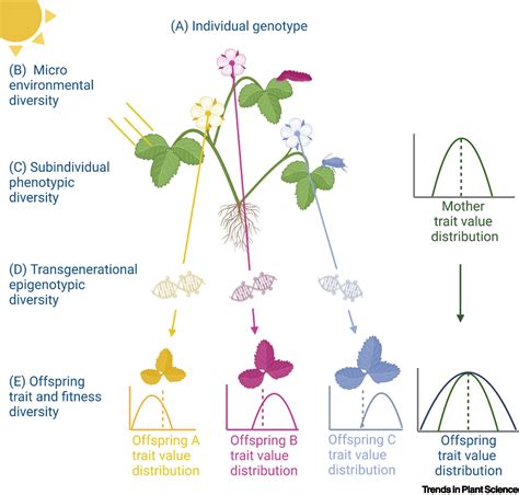 Plant Phenotype