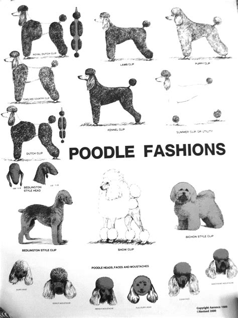 pamper your poodle | Poodle grooming, Poodle puppy, Parti poodle