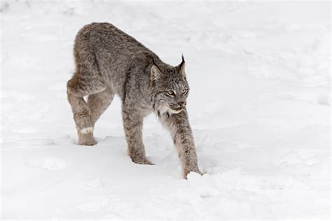 Wild Profile: Meet the Canada lynx - Cottage Life