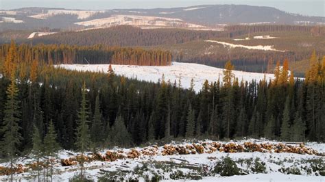 Decades of industrial use to blame for ravaged caribou habitat in Alberta foothills | CTV News