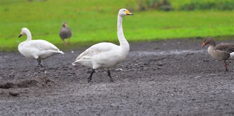 The Early Birder: Whooper Swan