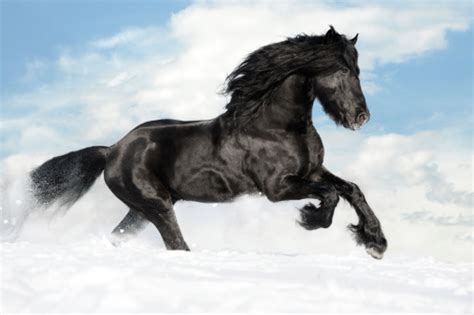 Black Horse Runs Gallop On The Snow Stock Photo - Download Image Now - iStock