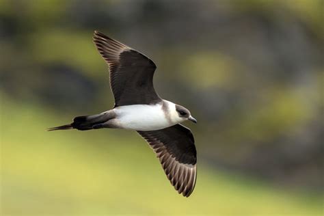 Skua Images – Browse 7 Stock Photos, Vectors, and Video | Adobe Stock