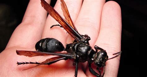 Tarantula Hawk: Meet The Bug Whose Sting Is So Bad All You Can Do Is Cry | Rare