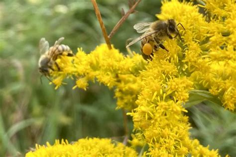 Kentucky’s State Flower: Goldenrod – Words Like Honey