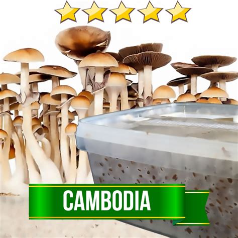 Cambodia Magic Mushroom Grow kit - 1200cc | Avalon Magic Plants