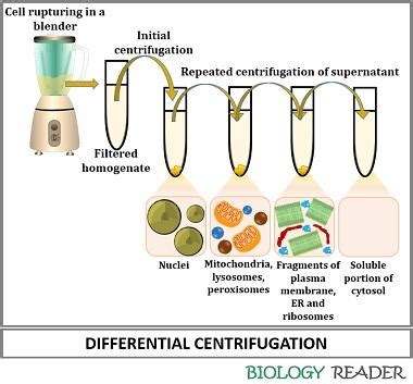 What is Centrifugation Method? Definition, Principle, Types & Uses ...