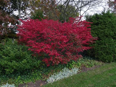 Dwarf Winged Euonymus, Euonymus alatus 'Compactus' | Ryeland