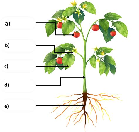 Label The Parts Of The Plant Elementary - vrogue.co