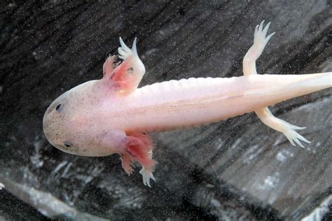 Axolotls as Pets: Cost to Get One, Ease of Care, and Limb Regrowth - Embora Pets