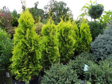 Arborvitae, Thuja occidentalis | Ryeland