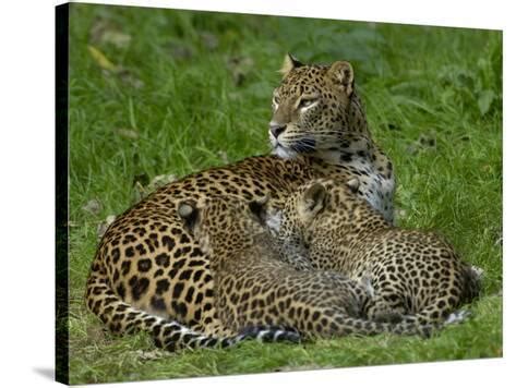 Sri Lankan Leopard (Panthera Pardus Kotiya) Mother and Cubs, Captive ...