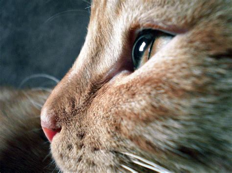 Oeil de chat photo et image | animaux, animaux domestiques, chats Images fotocommunity