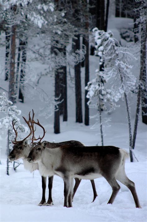 Lapland, Finland on Behance