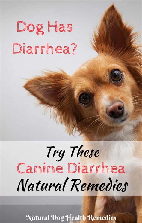 Canine Diarrhea Remedies | How To Treat a Dog with Diarrhea