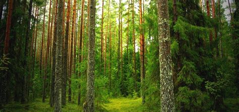 Pine Forest Vagamon, Idukki - Experience Kerala