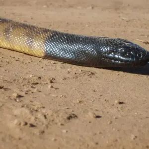 Black-Headed Python - Facts, Diet, Habitat & Pictures on Animalia.bio