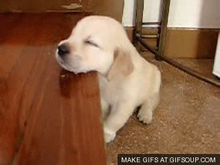 Funny Puppy GIFs - Get the best GIF on GIPHY