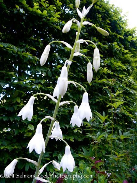 Galtonia candicans at Digging Dog Nursery