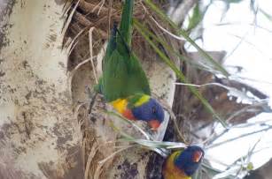 Rainbow lorikeet | Agriculture and Food