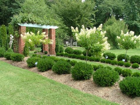 10 Best Small Evergreen Shrubs: Flowering and Foliage - EnkiVillage