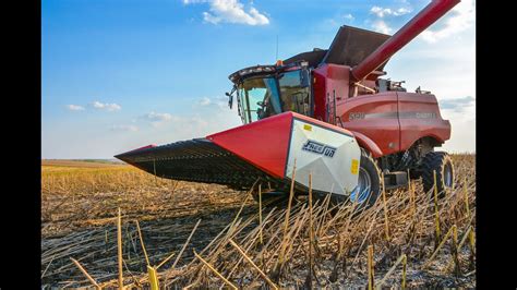 Sunflower harvest with Case IH combine - YouTube