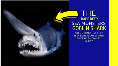 Goblin shark facts for kids Intrusting information about Shark - YouTube