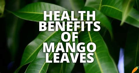 11 Potential Health Benefits Of Mango Leaves