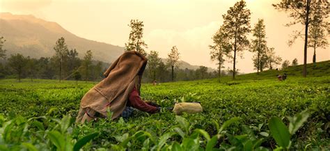 The Tranquil Charm of the Tea Gardens in India - Explore India