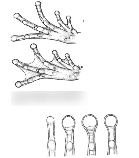 Frog feet Diagram | Quizlet