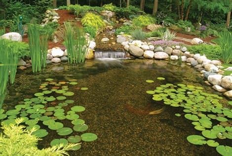 Using Beneficial Bacteria for Clear Water - The Pond Guy