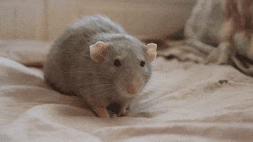 Rat GIF - Find & Share on GIPHY