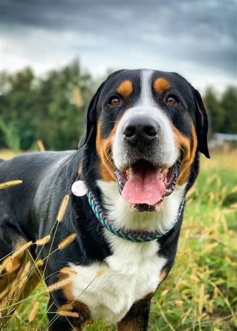 195+ Nice Greater Swiss Mountain Dog Names of 2020 - The Dogman