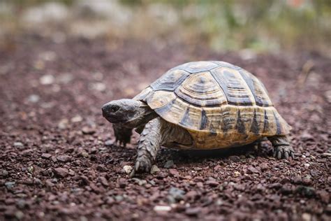 Italian Woman Fined for Taking Her Turtle for a Walk During Coronavirus Quarantine - Newsweek