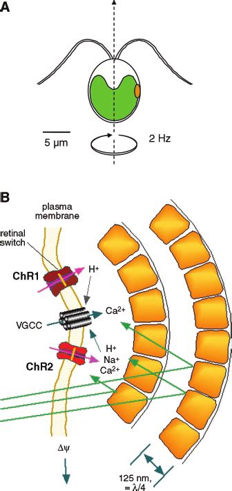 A: a Chlamydomonas cell with two flagella, a large chloroplast (green),... | Download Scientific ...