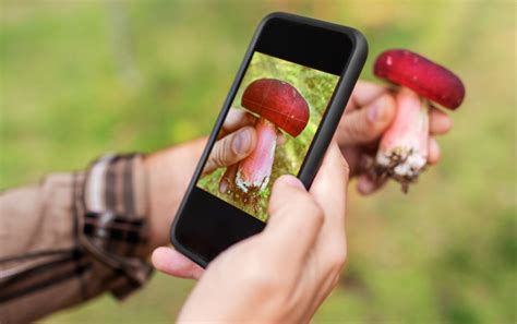 Best Mushroom Identification Apps for iOS and Android | GroCycle