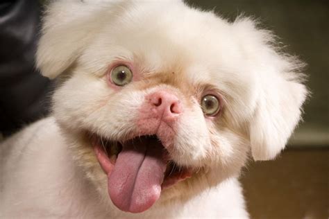 Zoo Animals: Funny Albino Animals New Photos