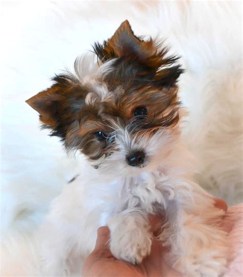 Teacup Yorkies for Sale in TN| Teacup Parti Yorkies for Sale in TN ...