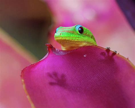 Gold Dust Day Gecko Series Photograph by Teri Garrison | Fine Art America