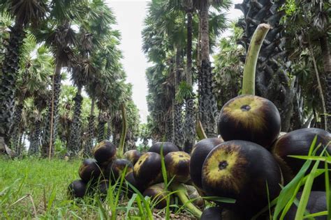 Toddy Palm in Toddy Palm Tree Stock Image - Image of tree, asian: 109457261