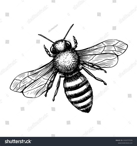 26,550 Bee Hand Drawing Images, Stock Photos & Vectors | Shutterstock