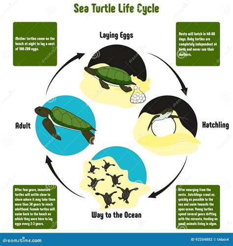 Flatback Turtle Life Cycle | Hot Sex Picture