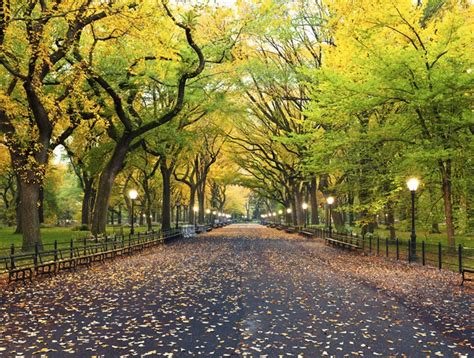 Urban Trees in Central Park, Manhattan | Inhabitat - Green Design, Innovation, Architecture ...