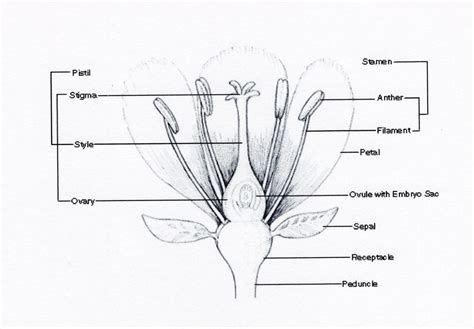 Flower Female – Telegraph